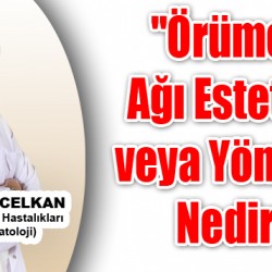 sıte copy