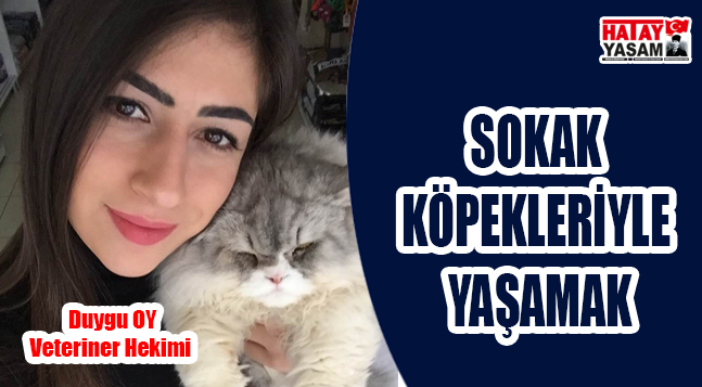 sıte ıcın