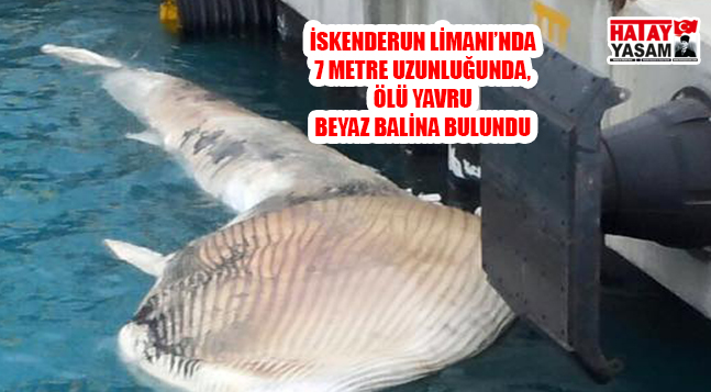 sıte ıcın