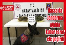 Hassa’da Jandarma ağılda kubar esrar ele geçirdi
