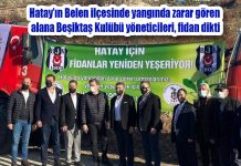 Hatay’ın Belen ilçesinde yangında zarar gören alana Beşiktaş Kulübü yöneticileri, fidan dikti.