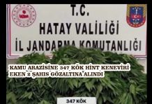 KAMU ARAZİSİNE 347 KÖK HİNT KENEVİRİ EKEN 2 ŞAHIS GÖZALTINA ALINDI