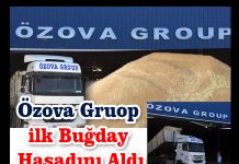 Özova Gruop ilk Buğday Hasadını Aldı