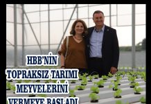 HBB’NİN TOPRAKSIZ TARIMI MEYVELERİNİ VERMEYE BAŞLADI
