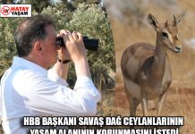 HBB BAŞKANI SAVAŞ DAĞ CEYLANLARININ YAŞAM ALANININ KORUNMASINI İSTEDİ