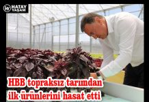 HBB topraksız tarımdan ilk ürünlerini hasat etti