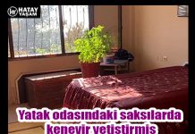 Yatak odasındaki saksılarda kenevir yetiştirmiş
