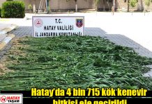 Hatay’da 4 bin 715 kök kenevir bitkisi ele geçirildi