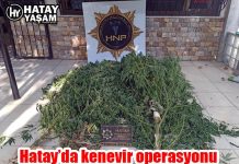 Hatay’da kenevir operasyonu