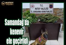 Samandağ’da kenevir ele geçirildi