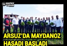 ARSUZ’DA MAYDANOZ HASADI BAŞLADI