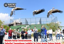 Mustafa Kemal Üniversitesinde Tedavileri Tamamlanan Leylekler Ve Yırtıcı Kuşlar Doğaya Salındı