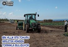 BİN YILLIK ATA TOHUMU ARSUZ’DA YENİDEN TOPRAKLA BULUŞUYOR