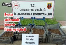 Evinin salonunda kenevir fidesi yetiştirdi