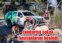 Jandarma sokak hayvanlarını besledi