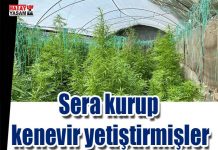 Sera kurup kenevir yetiştirmişler