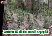 Sumbas’da 120 kök Hint keneviri ele geçirildi