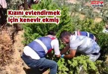 Kızını evlendirmek için kenevir ekmiş