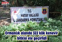 Ormanlık alanda 322 kök kenevir bitkisi ele geçirildi