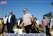 Belen Belediyesi Ceviz Bahçesinde; Hasat Zamanı